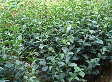 桂木获取攻略：种植苗、砍伐直桂木与月桂木方法详解