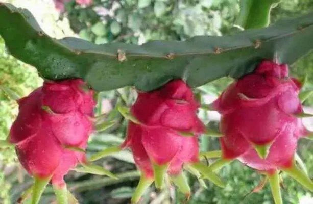 火龙果植物解析：独特火焰攻击与大招进阶技巧